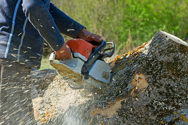 Best Hazardous Tree Removal  in Spencer, IA